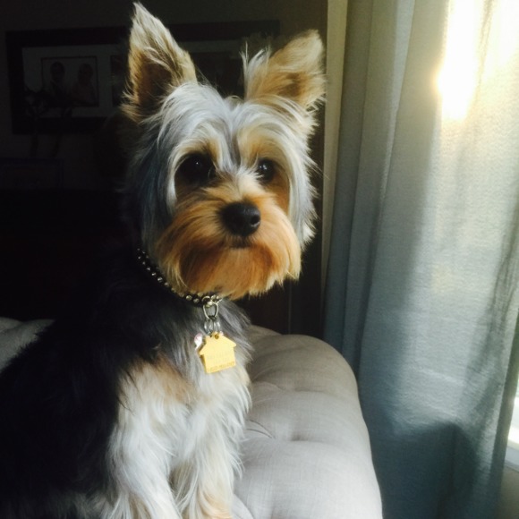 theporkyyorkie